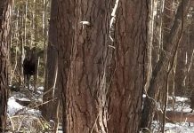 Жители деревни Подсвятье повстречали лося