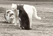 Опубликован график выезда специалистов ветстанции для вакцинации животных от бешенства