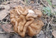 В Клепиковском округе начали собирать весенние грибы