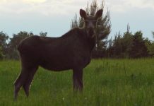В Клепиковском округе часто видят лосей
