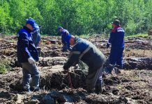 Более пяти с половиной тысяч сосен высадили в Клепиковском округе