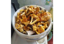 Клепиковцы собирают ведрами лисички