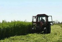 Тринадцать очагов дикорастущей конопли выявили за неделю полицейские в Рязанской области