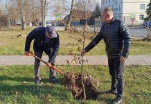 Клепиковцы высадили молодые дубки в сквере окружного центра