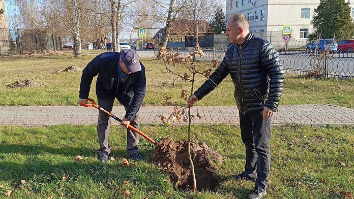 Клепики_озеленение_28.10 (2)